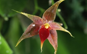 Orchidée fleur macro, bokeh HD Fonds d'écran