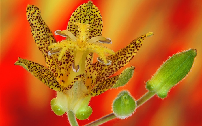 fleur d'orchidée pétales close-up Fonds d'écran, image