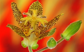 fleur d'orchidée pétales close-up