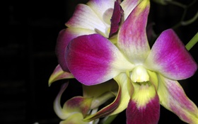 macro Orchid, pétales roses HD Fonds d'écran