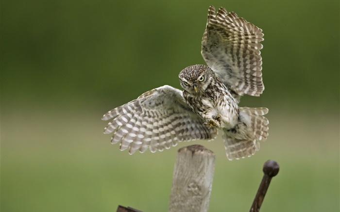 atterrissage Owl, ailes, souche Fonds d'écran, image