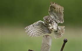 atterrissage Owl, ailes, souche