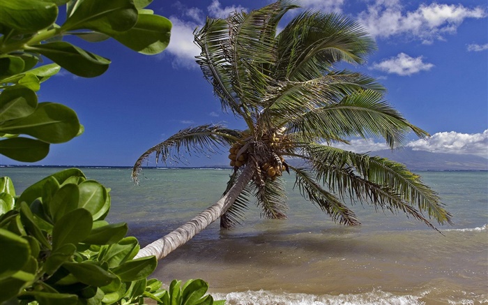 Palmier, mer, eau, Hawaii, États-Unis Fonds d'écran, image