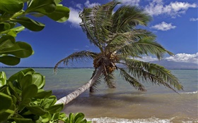 Palmier, mer, eau, Hawaii, États-Unis HD Fonds d'écran