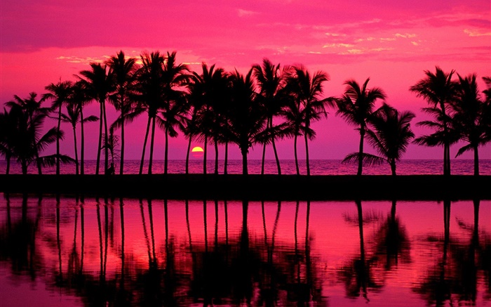 Des palmiers, croquis, ciel rouge, coucher du soleil, de la mer Fonds d'écran, image
