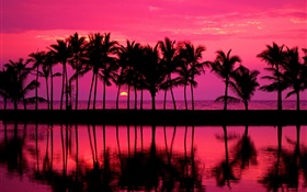 Des palmiers, croquis, ciel rouge, coucher du soleil, de la mer