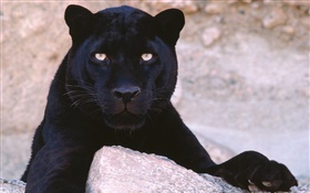 alerte Panthers