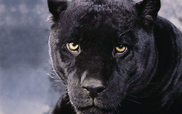 Panthers visage Fonds d'écran, image