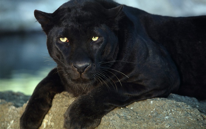 Panthers, yeux jaunes Fonds d'écran, image