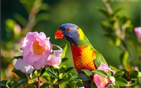Parrot, oiseau, fleur rose, brindilles HD Fonds d'écran