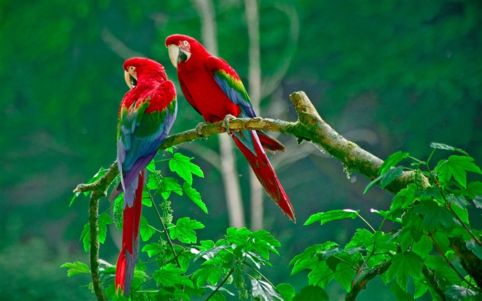 Parrot, paire, queue plumes, forêt, brindilles, feuilles Fonds d'écran, image