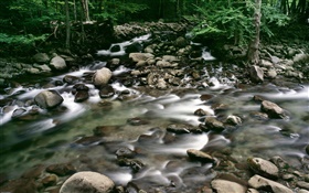 Cailloux, ruisseau, forêt HD Fonds d'écran