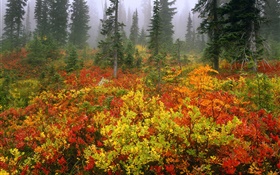 Les pins, automne, aube, brouillard