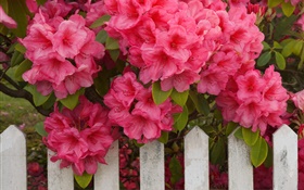 azalées roses, clôture HD Fonds d'écran