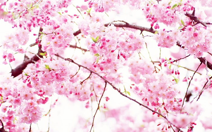 fleurs de cerisier rose fleur, ressort Fonds d'écran, image