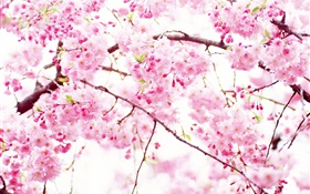 fleurs de cerisier rose fleur, ressort