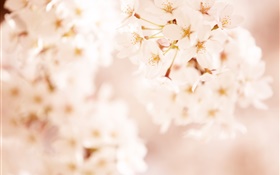 fleurs de cerisier roses, bokeh
