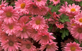 fleurs de chrysanthème rose close-up HD Fonds d'écran