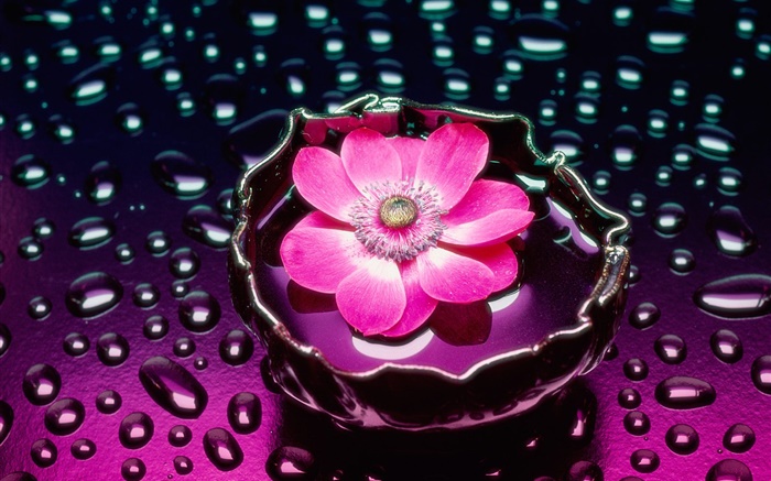 Fleur rose close-up, des gouttes d'eau Fonds d'écran, image