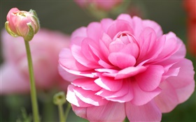 Fleur rose macro photographie, pétales, bokeh HD Fonds d'écran