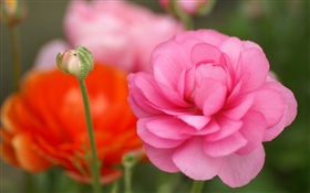 Fleurs roses close-up, bokeh