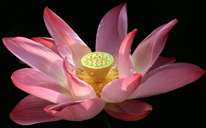 fleur de lotus rose gros plan, rosée, fond noir Fonds d'écran, image