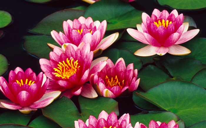 fleurs de lotus rose dans un étang Fonds d'écran, image