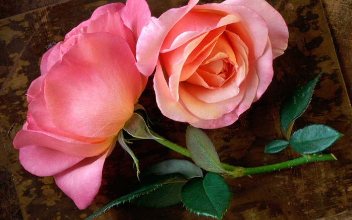 Rose rose fleur sur la planche en bois Fonds d'écran, image