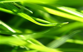 Plantes close-up, herbe, vert HD Fonds d'écran