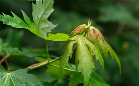 Plantes close-up, les feuilles vertes, de rosée HD Fonds d'écran