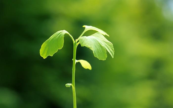 Plantes close-up, vert, ressort, bokeh Fonds d'écran, image