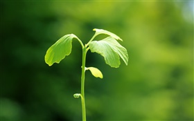 Plantes close-up, vert, ressort, bokeh