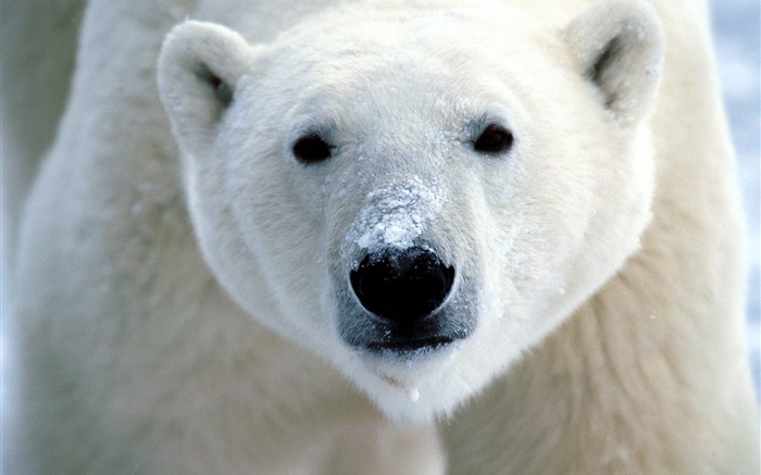 le visage de l'ours polaire close-up Fonds d'écran, image