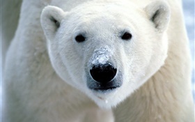 le visage de l'ours polaire close-up