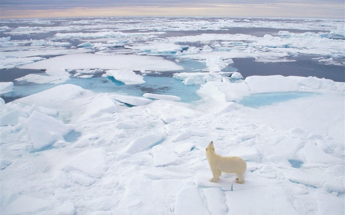 ours polaire oeil à la mer, la neige épaisse Fonds d'écran, image