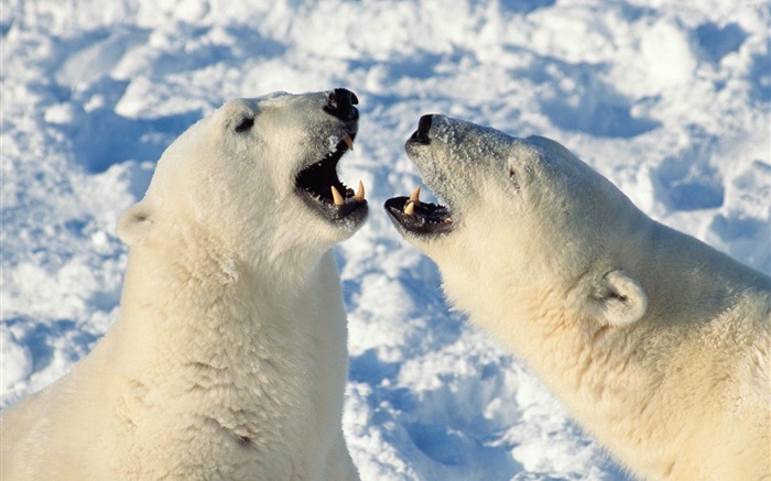 Polar bear bâillement Fonds d'écran, image
