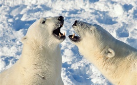 Polar bear bâillement HD Fonds d'écran