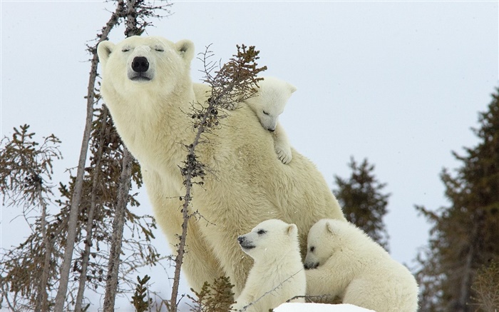 Les ours polaires famille, neige, petits Fonds d'écran, image