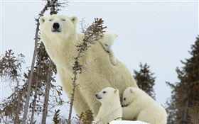 Les ours polaires famille, neige, petits HD Fonds d'écran