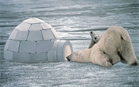 Les ours polaires, la famille, la neige HD Fonds d'écran