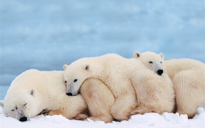 Les ours polaires tiennent ensemble pour la chaleur du sommeil Fonds d'écran, image