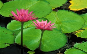 Pond, feuilles vertes, lotus rose