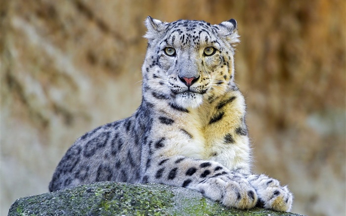 Predator, léopard des neiges, repos, pierres Fonds d'écran, image