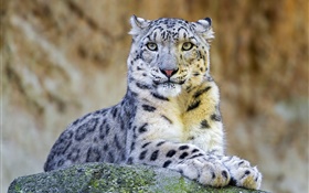 Predator, léopard des neiges, repos, pierres