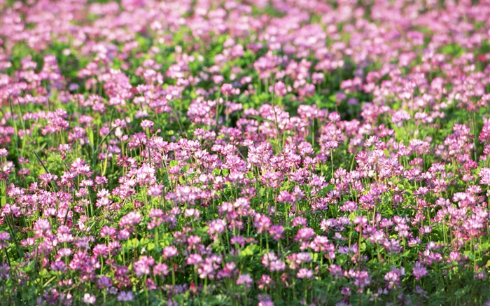petites fleurs pourpres, le printemps Fonds d'écran, image