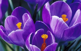 pétales Tulipes pourpres close-up HD Fonds d'écran