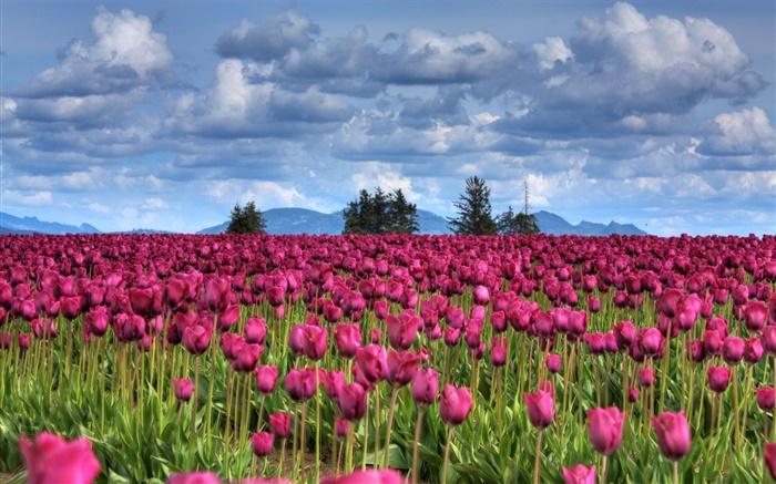 fleurs de tulipes pourpres champ, nuages, arbres, crépuscule Fonds d'écran, image