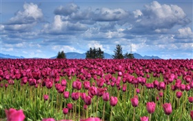 fleurs de tulipes pourpres champ, nuages, arbres, crépuscule