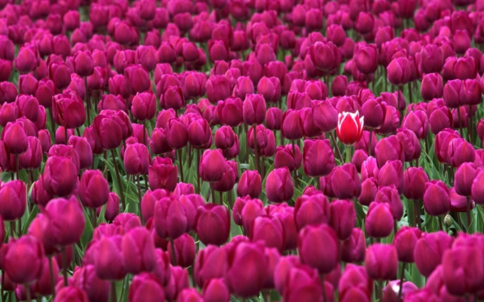Pourpre champ de fleurs de tulipes Fonds d'écran, image