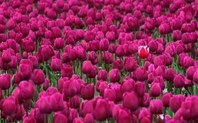 Pourpre champ de fleurs de tulipes HD Fonds d'écran